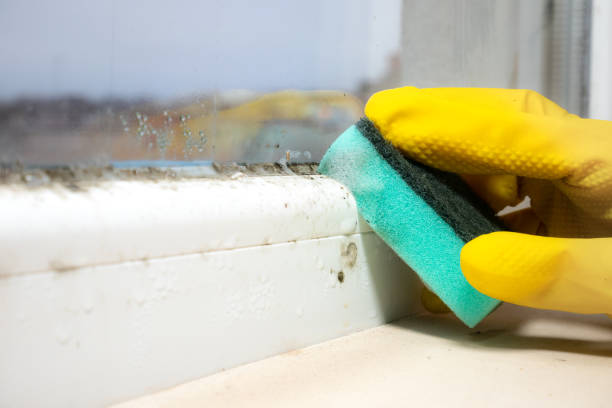 Best Fast Mold Removal  in Browns Point, WA
