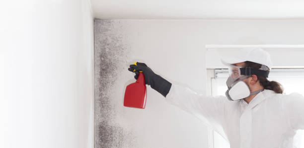 Best Mold Damage Repair  in Browns Point, WA