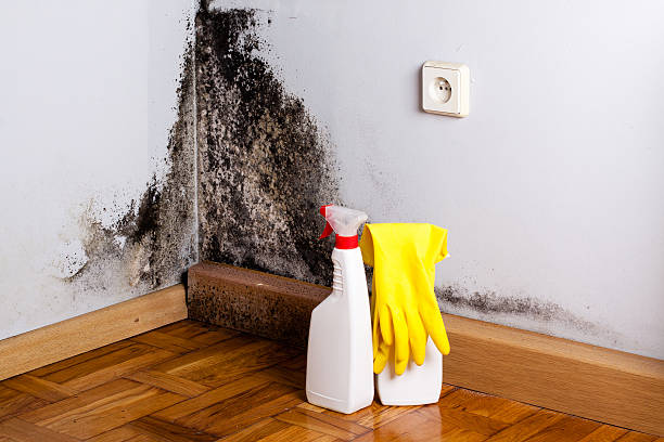 Best Certified Mold Removal  in Browns Point, WA