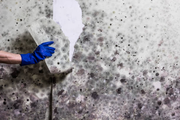 Best Residential Mold Removal  in Browns Point, WA