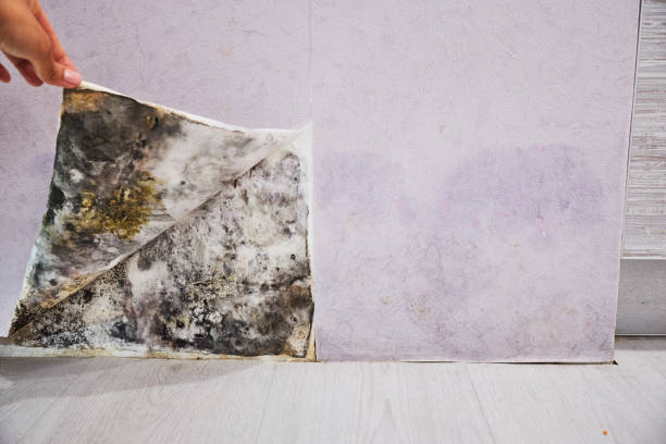 Best Mold Cleaning Services  in Browns Point, WA